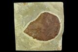 Fossil Leaf (Ficus) - Montana #120760-1